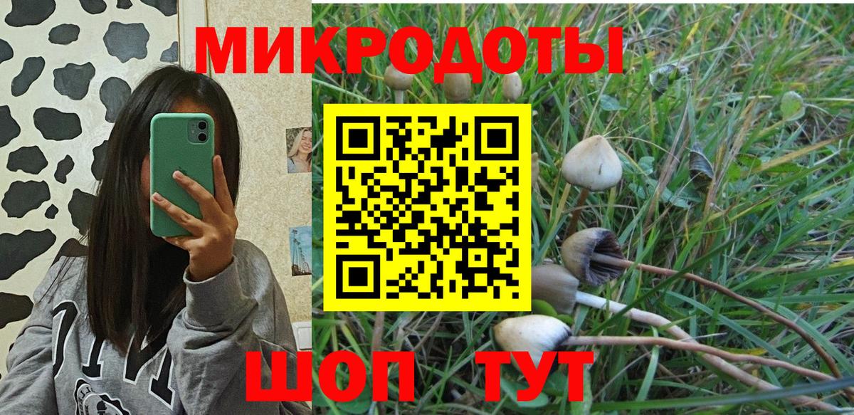 Галлюциногенные грибы Psilocybe Кингисепп