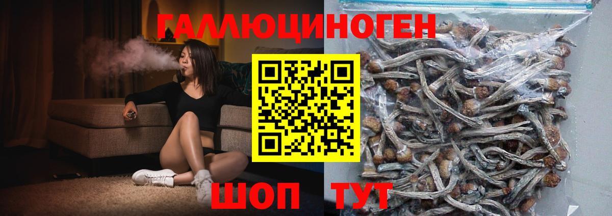 Кингисепп  Галлюциногенные грибы мицелий  Псилоцибиновые грибы Cubensis  как найти наркотики  Вход с VPN 